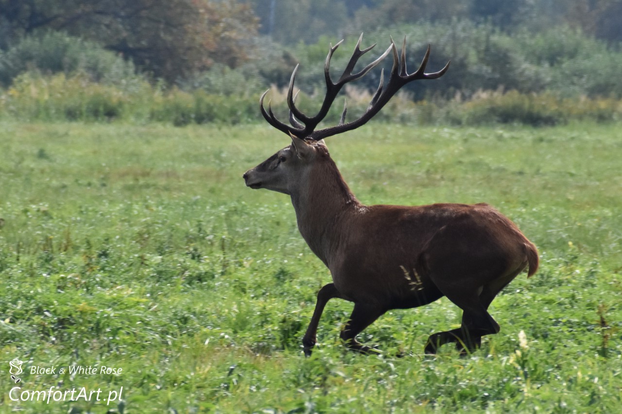 Torfowisko Wielkie Błoto jeleń